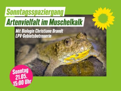 Bild für Sonntagsspaziergang: Artenvielfalt im Muschelkalk zeigt eine Gelbbauchunke.