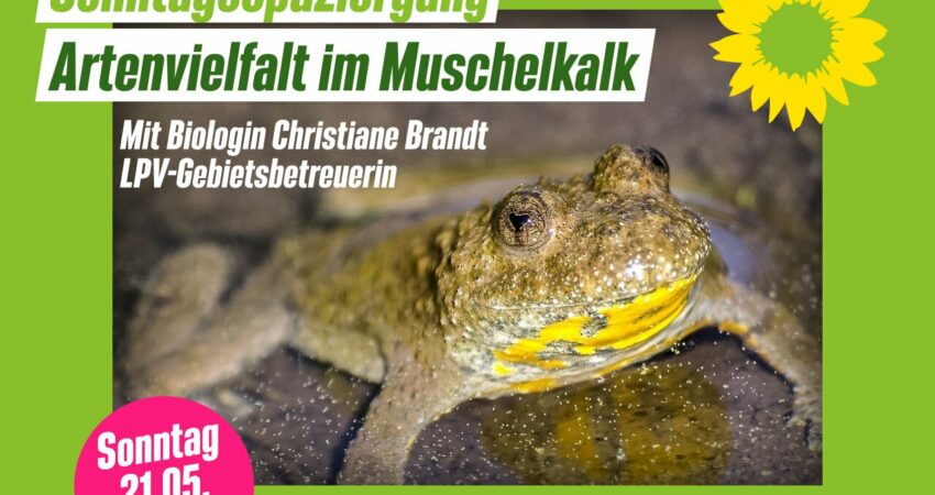 Bild für Sonntagsspaziergang: Artenvielfalt im Muschelkalk zeigt eine Gelbbauchunke.